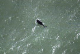 Missing Picture